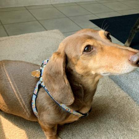 dachshund red oh.jpg